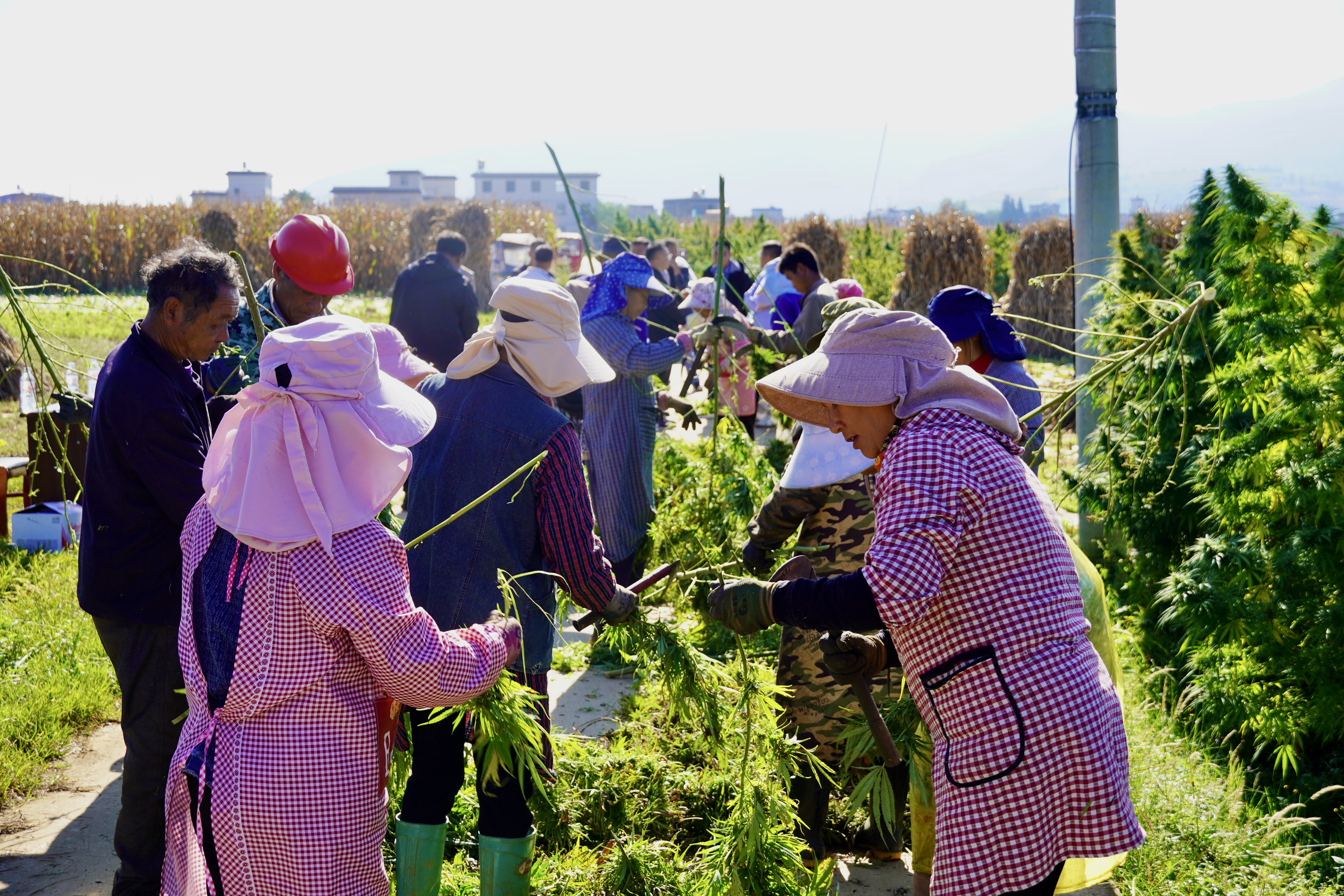 1762153517590075804.jpg d682eaf69a62e36a6e02bb9a55d8172d.jpg