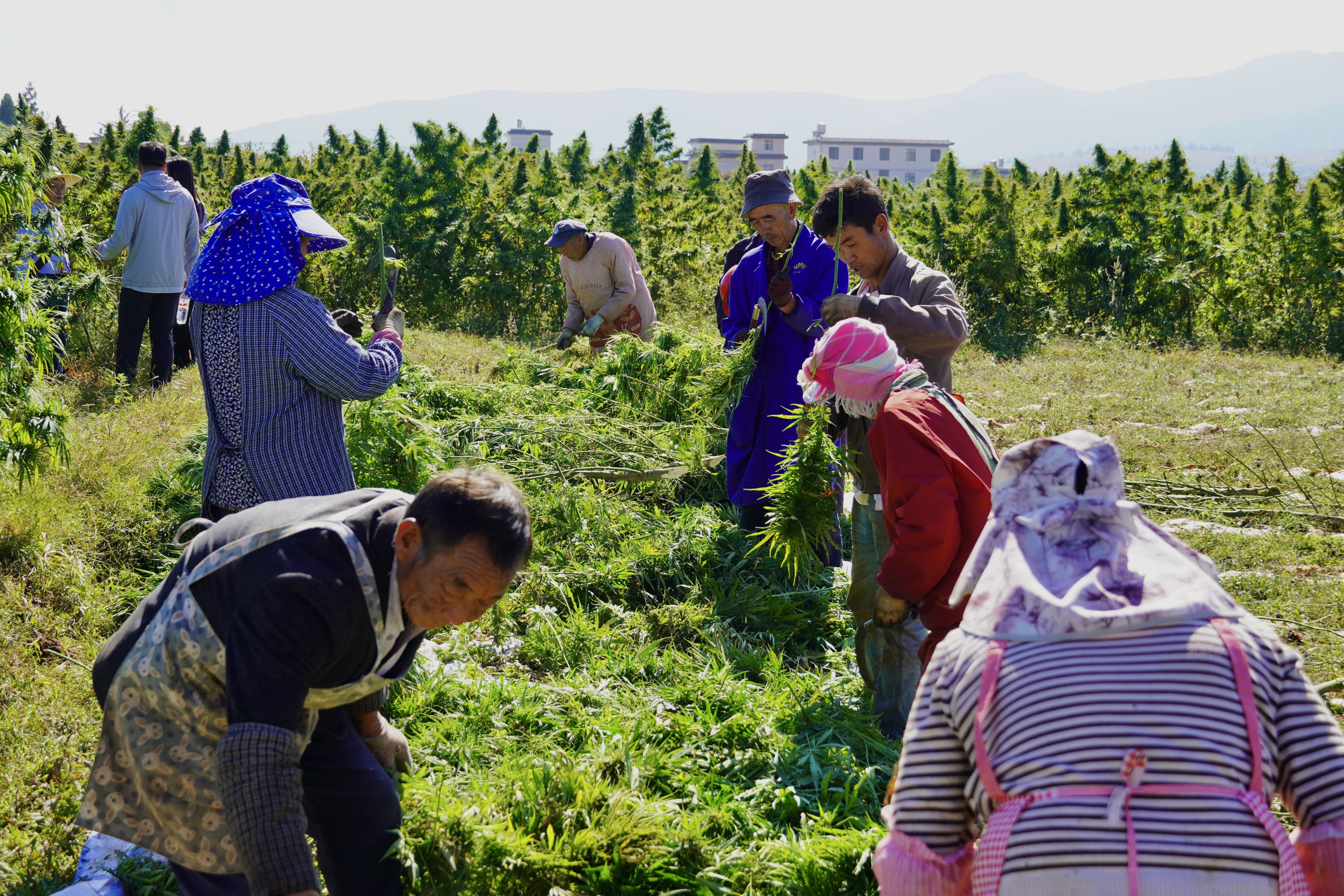 1762153526921033554.jpg b872ce0d177a43abee4de25f527472fb.jpg